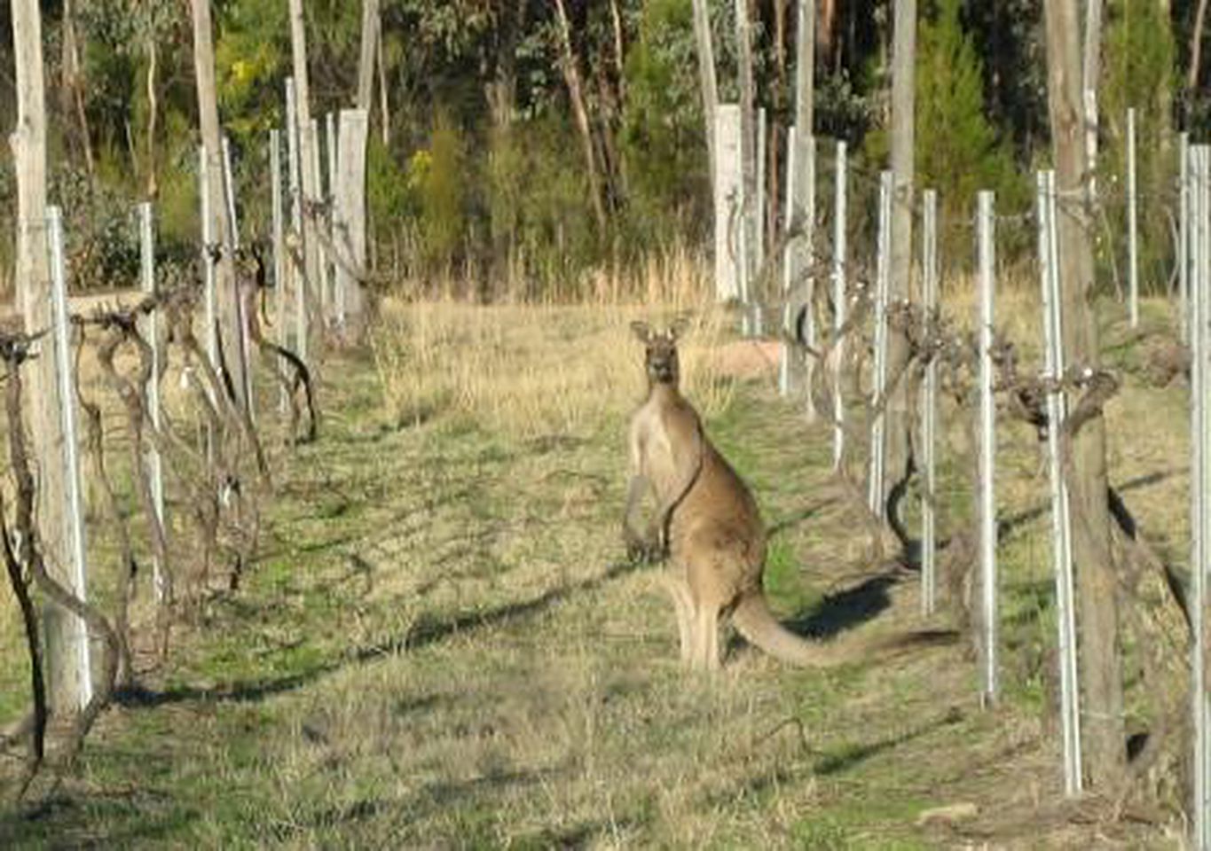 Picturesque Cottage Rental in the Granite Belt Wine Country near Ballandean, Queensland