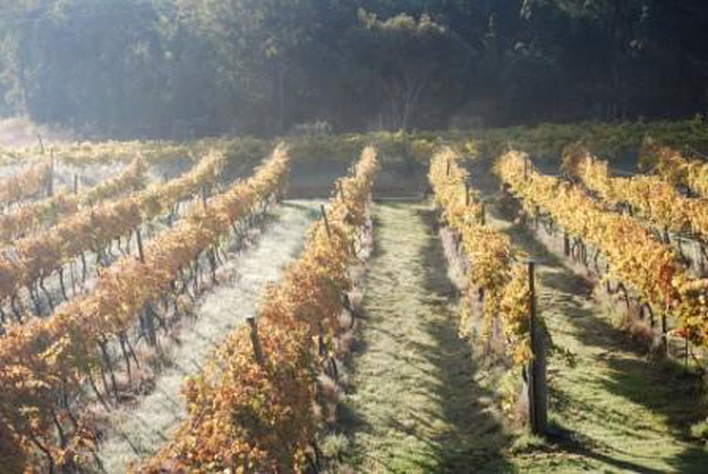 Picturesque Cottage Rental in the Granite Belt Wine Country near Ballandean, Queensland