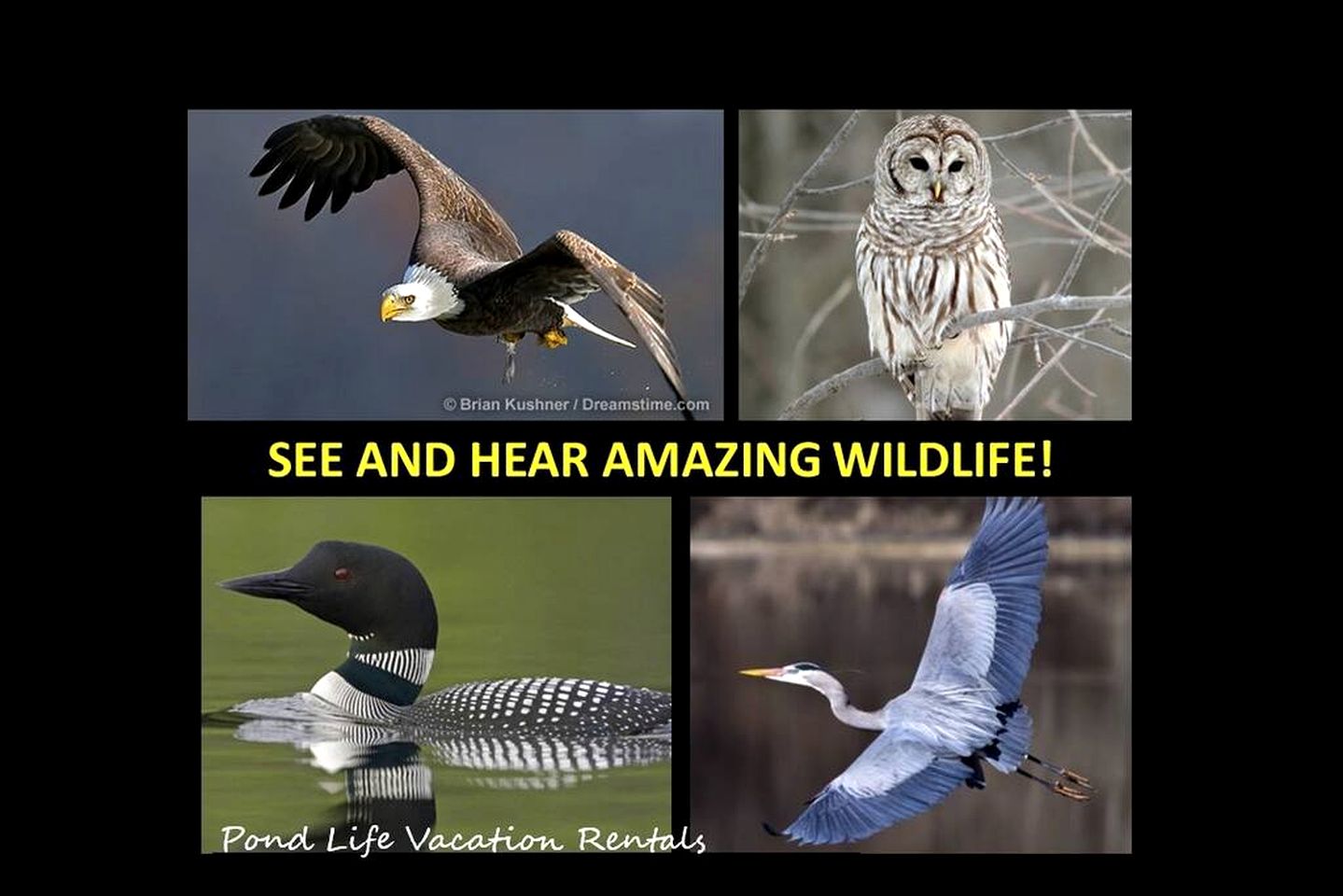 Two Beautiful Cabins Next to the Water at Rockybound Pond for a Wonderful Outdoor Family Vacation in Croydon, New Hampshire