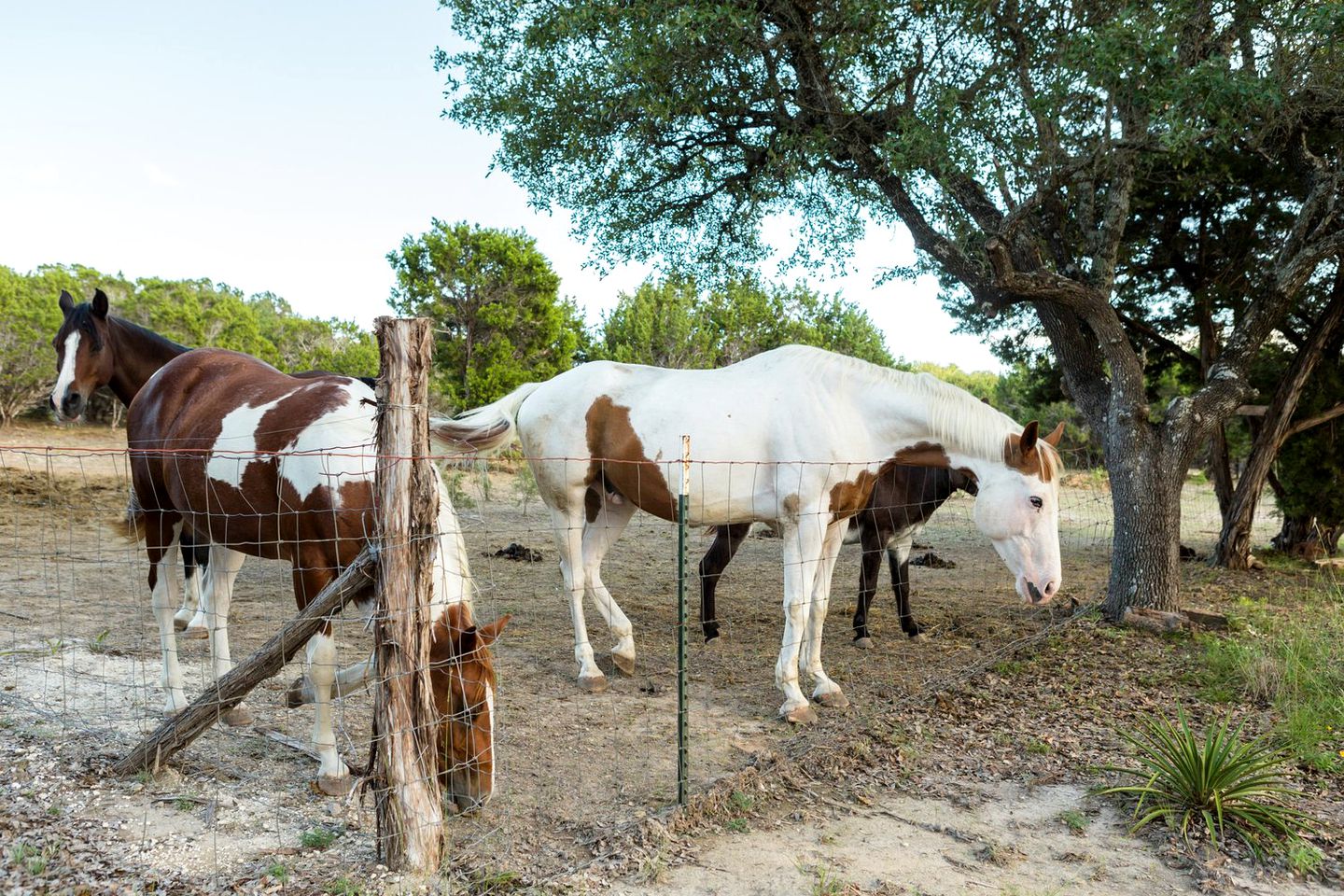 Awesome Texas Ranch Holiday for the Best Weekend Trips from Austin