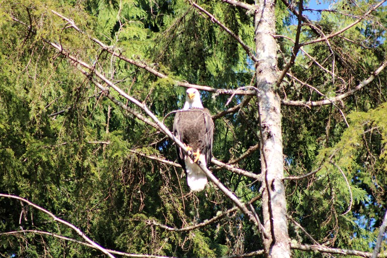 Caravans (Canada, Ucluelet, British Columbia)