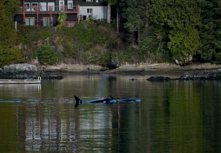 Caravans (Canada, Ucluelet, British Columbia)