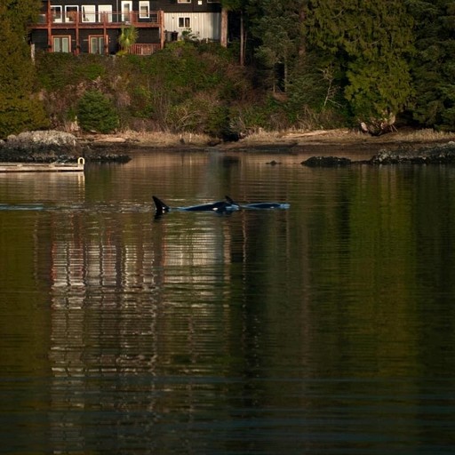 Caravans (Canada, Ucluelet, British Columbia)