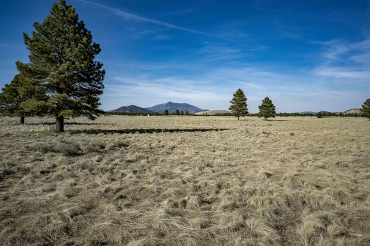 Spacious and Unique Cottage with a Treehouse in Williams, Arizona, Perfect for a Family-Friendly Trip to the Grand Canyon
