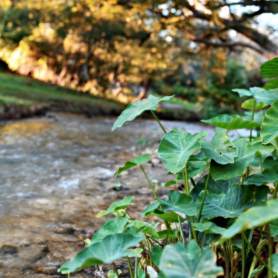 Unforgettable Glamping Vacation - Tranquil Tented Cabin by the Geronimo Creek near Seguin, Texas
