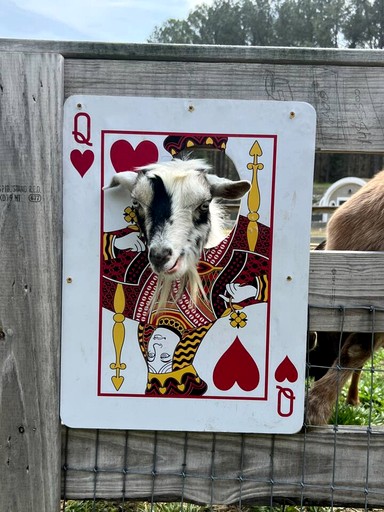 Tiny Houses (United States of America, Littleton, North Carolina)