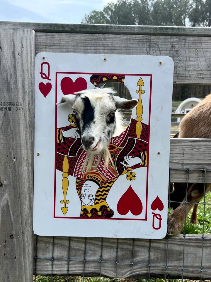 Unique Earth Home Stay with Pet Goats and Fishing Pond near Lake Gaston NC