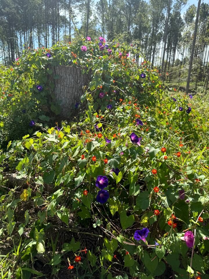 Unique Earth Home Stay with Pet Goats and Fishing Pond near Lake Gaston NC