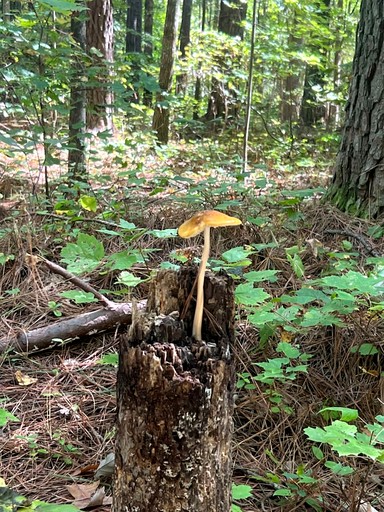 Tiny Houses (United States of America, Littleton, North Carolina)