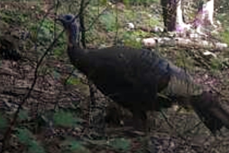 Tiny Houses (United States of America, Littleton, North Carolina)