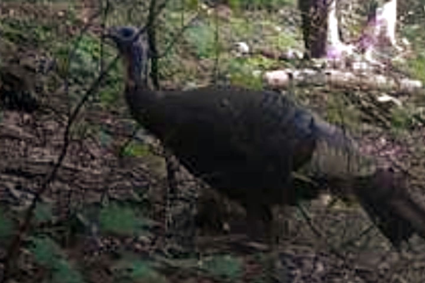 Unique Earth Home Stay with Pet Goats and Fishing Pond near Lake Gaston NC