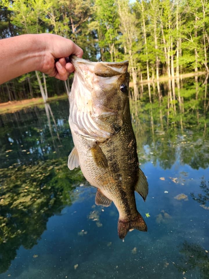 Unique Earth Home Stay with Pet Goats and Fishing Pond near Lake Gaston NC