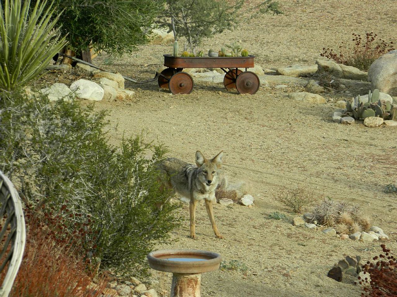 Unique Desert Rental near Secluded Wildlife Sanctuary in Joshua Tree, California
