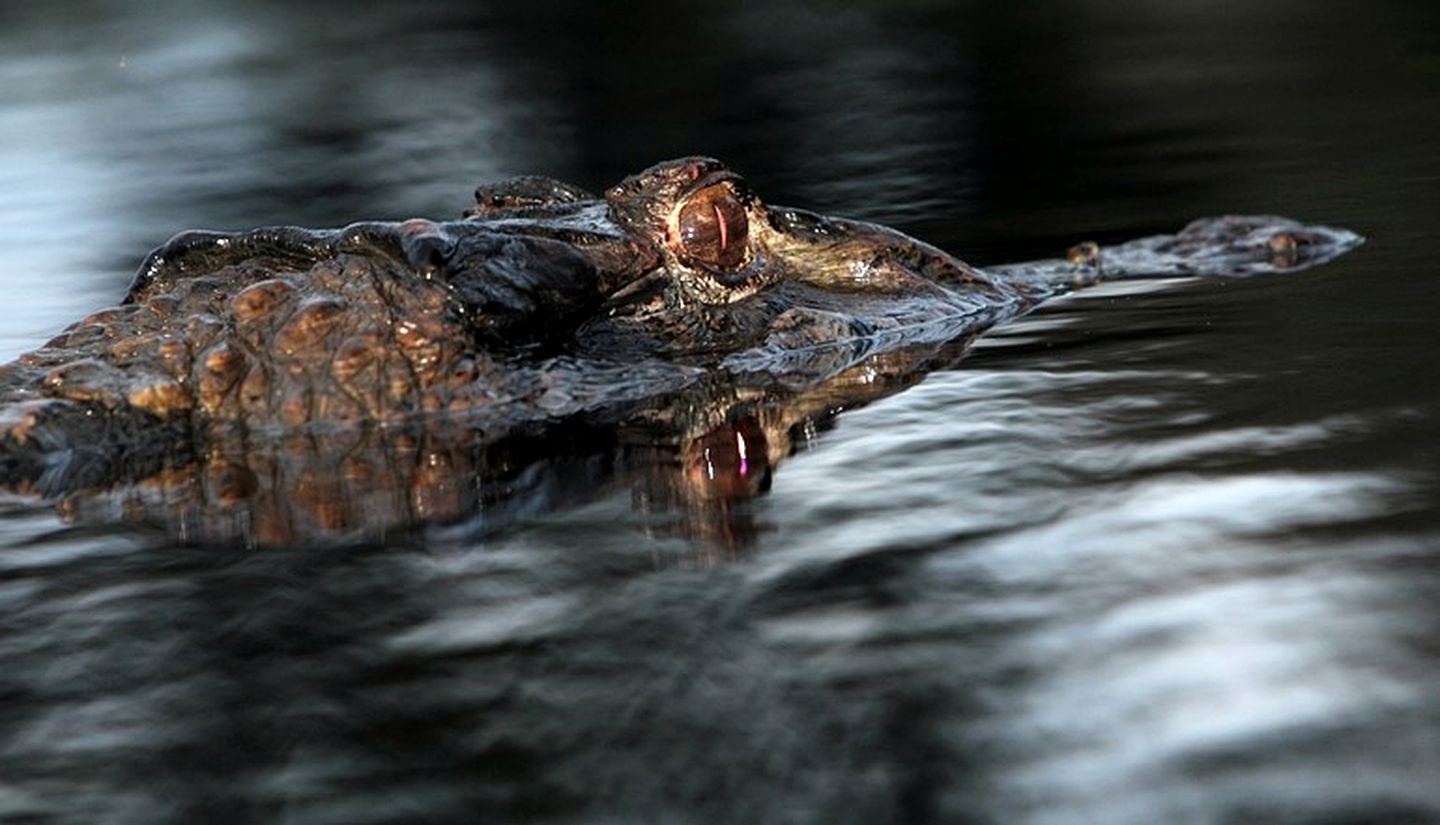 Unique Eco-Lodges Tucked into Rainforest Jungle, Ecuador