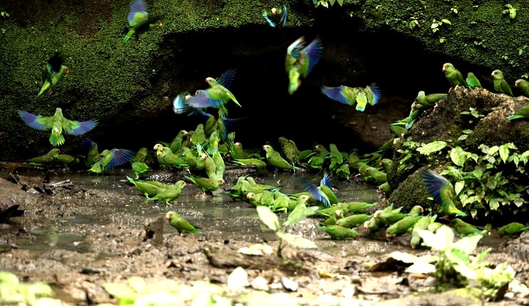 Huts (Quito, Pichincha, Ecuador)
