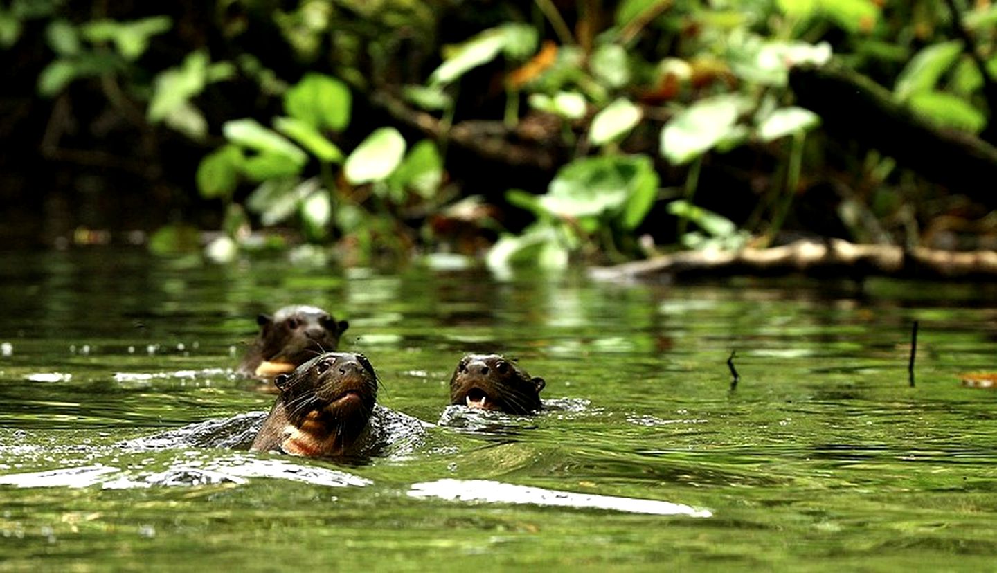 Unique Eco-Lodges Tucked into Rainforest Jungle, Ecuador