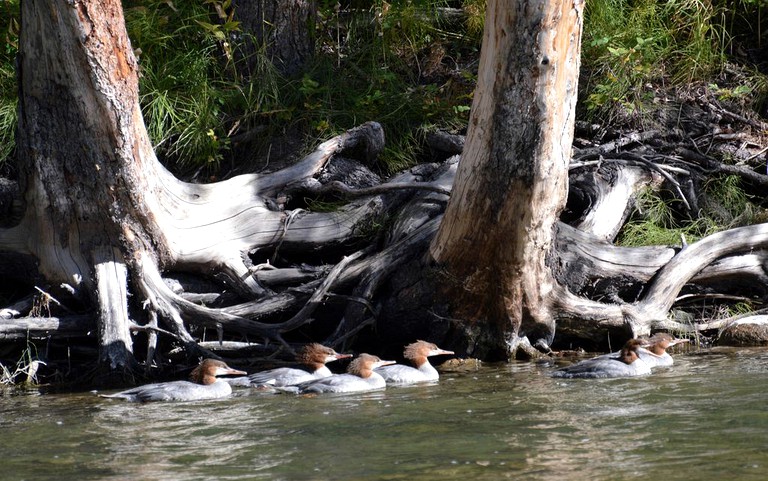 Cottages (Gallatin Gateway, Montana, United States)