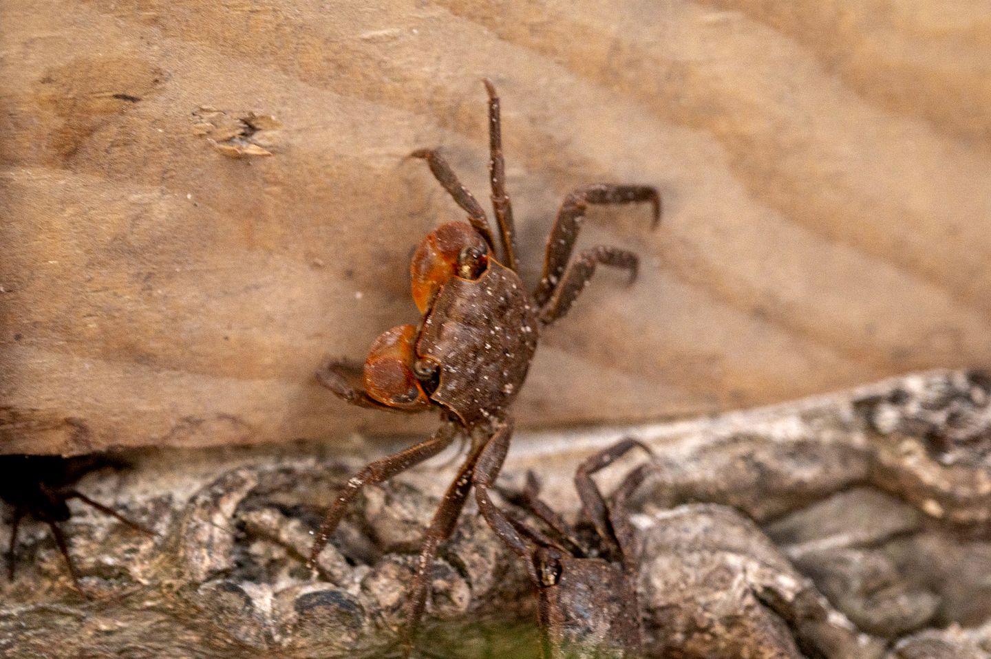 Unique Marshfront Treehouse Stay with Heated Soaking Tub & Adventure-Inspired Escape in Townsend, Georgia