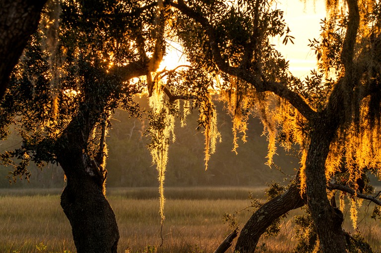 Tree Houses (United States of America, Townsend, Georgia)