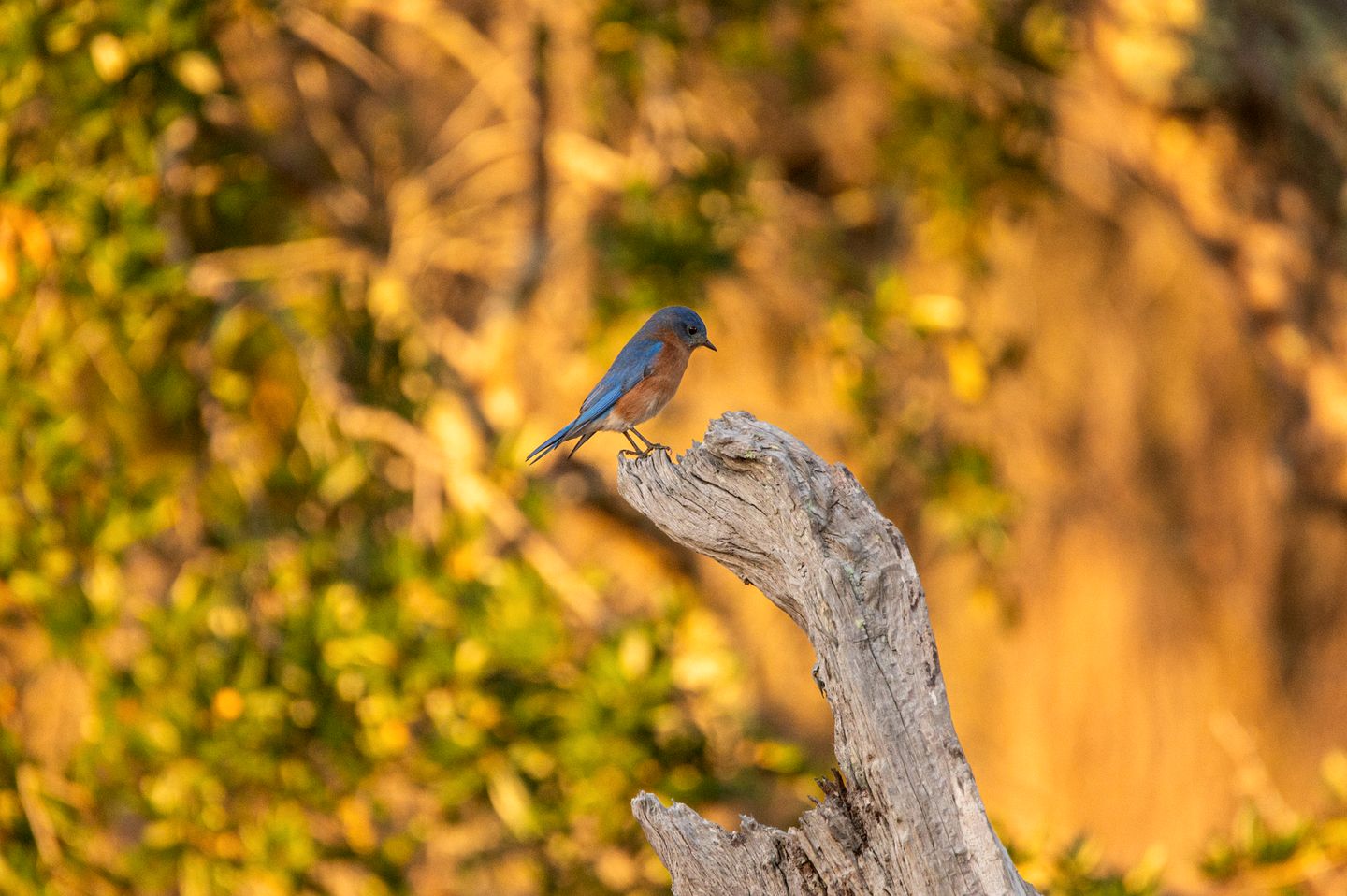 Unique Marshfront Treehouse Stay with Heated Soaking Tub & Adventure-Inspired Escape in Townsend, Georgia
