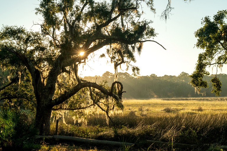 Tree Houses (United States of America, Townsend, Georgia)