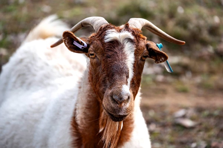 Tiny Houses (Australia, Windeyer, New South Wales)