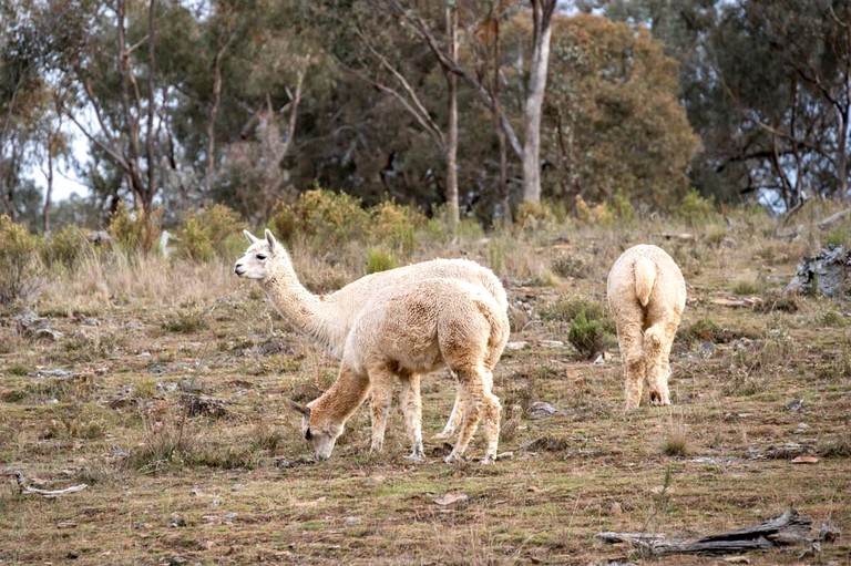 Tiny Houses (Australia, Windeyer, New South Wales)