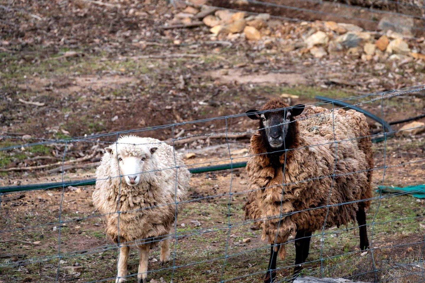 Unique Tiny House Cabin with Hot Tub, Outdoor Bathtub and Beautiful Wildlife in New South Wales, Australia