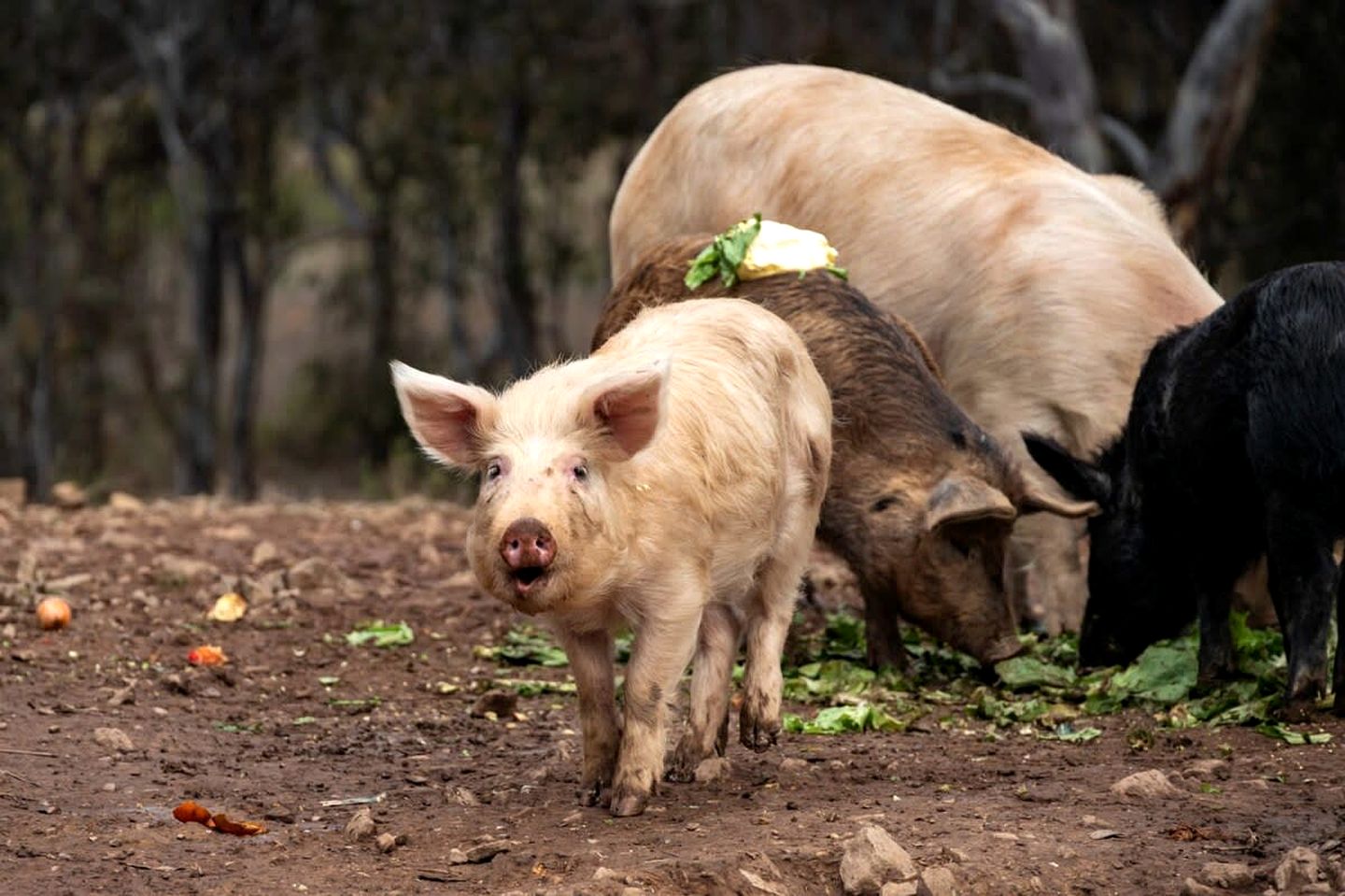 Unique Tiny House Cabin with Hot Tub, Outdoor Bathtub and Beautiful Wildlife in New South Wales, Australia