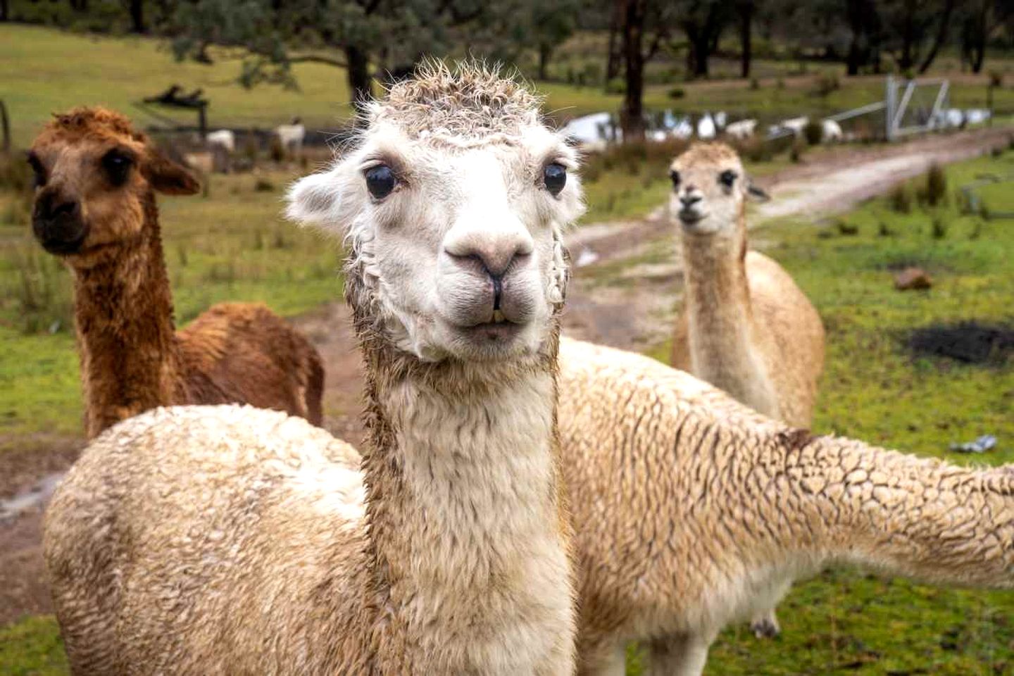 Unique Tiny House with Hot-Tub in New South Wales