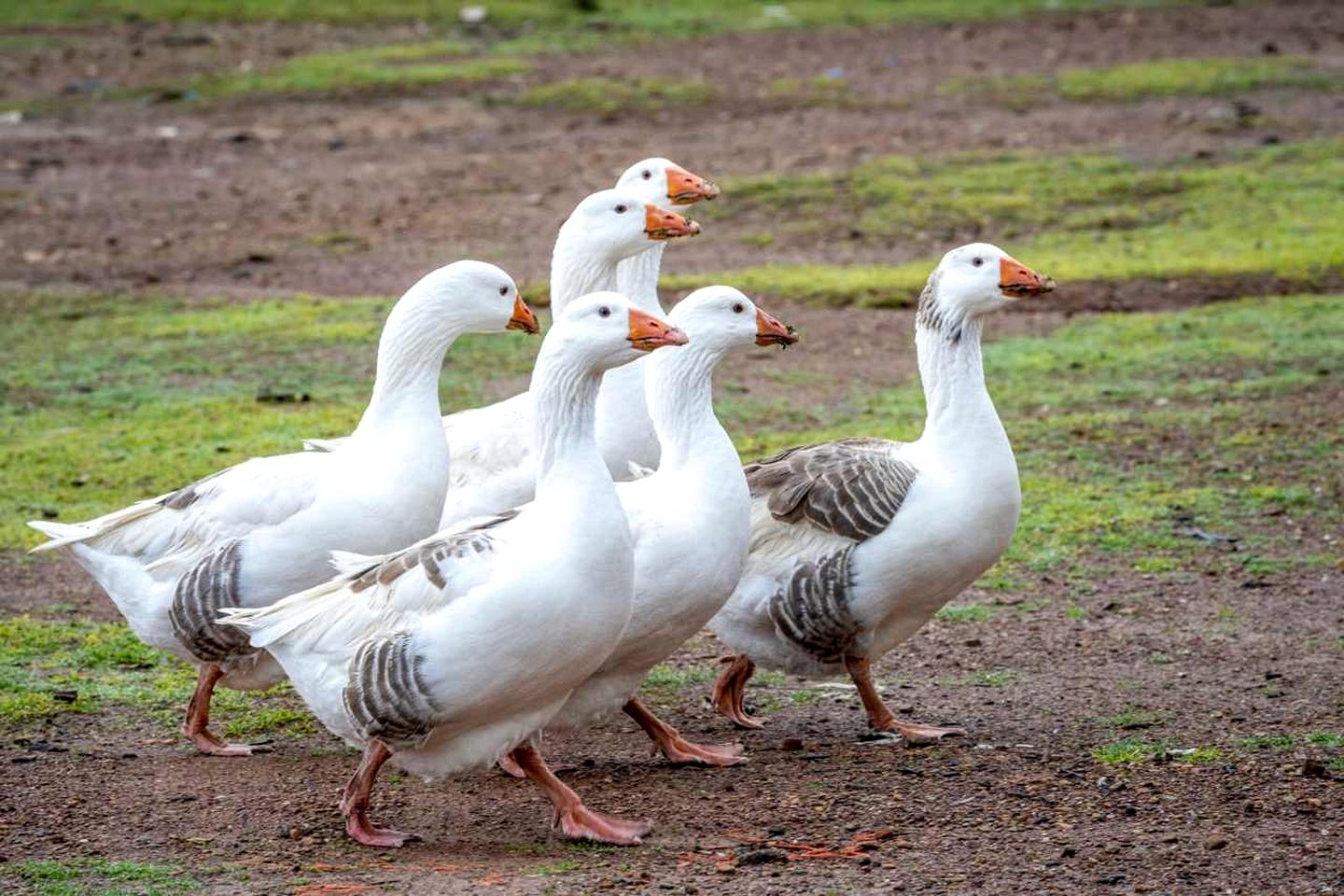 Unique Tiny House with Hot-Tub in New South Wales