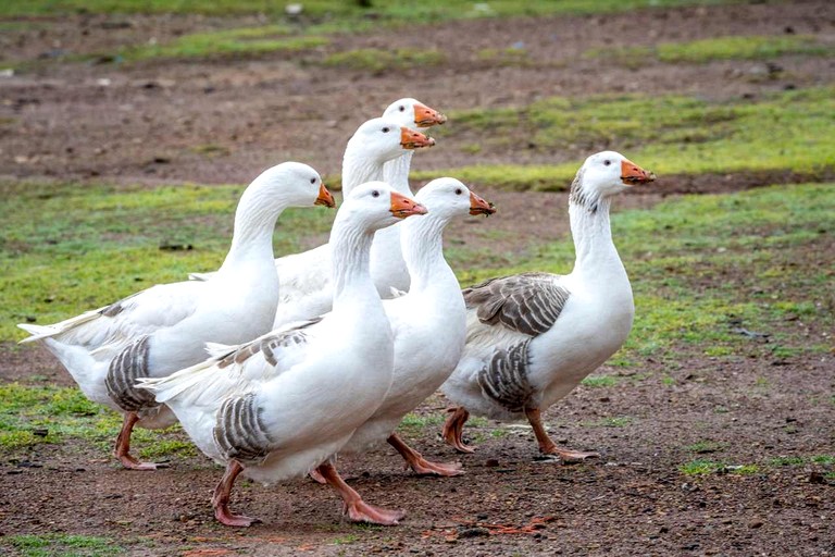 Tiny Houses (Australia, Windeyer, New South Wales)