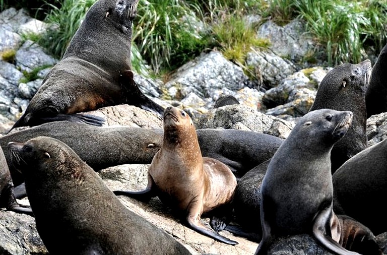 Bubbles & Domes (Punta Arenas, Magallanes, Chile)