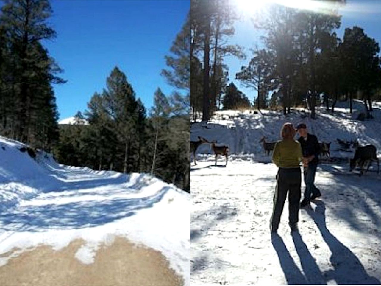 Secluded Getaway Cabin in the Woods in the Upper Canyon, New Mexico
