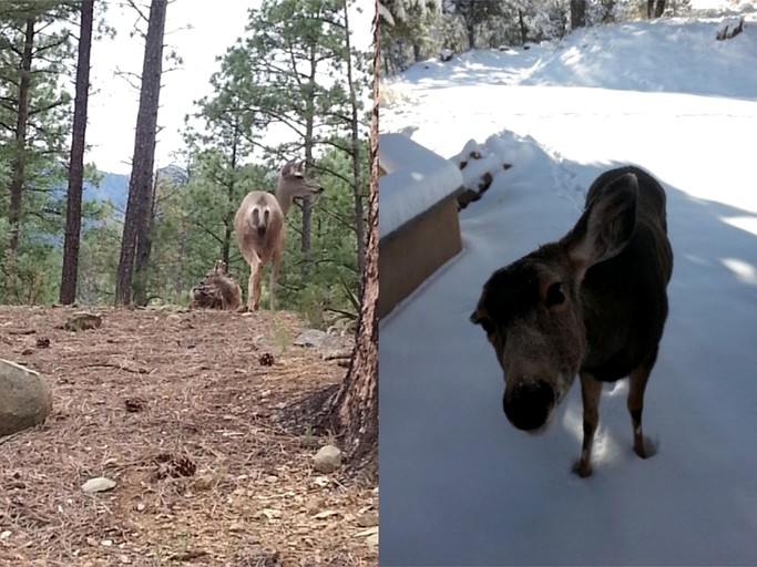 Cabins (Ruidoso, New Mexico, United States)