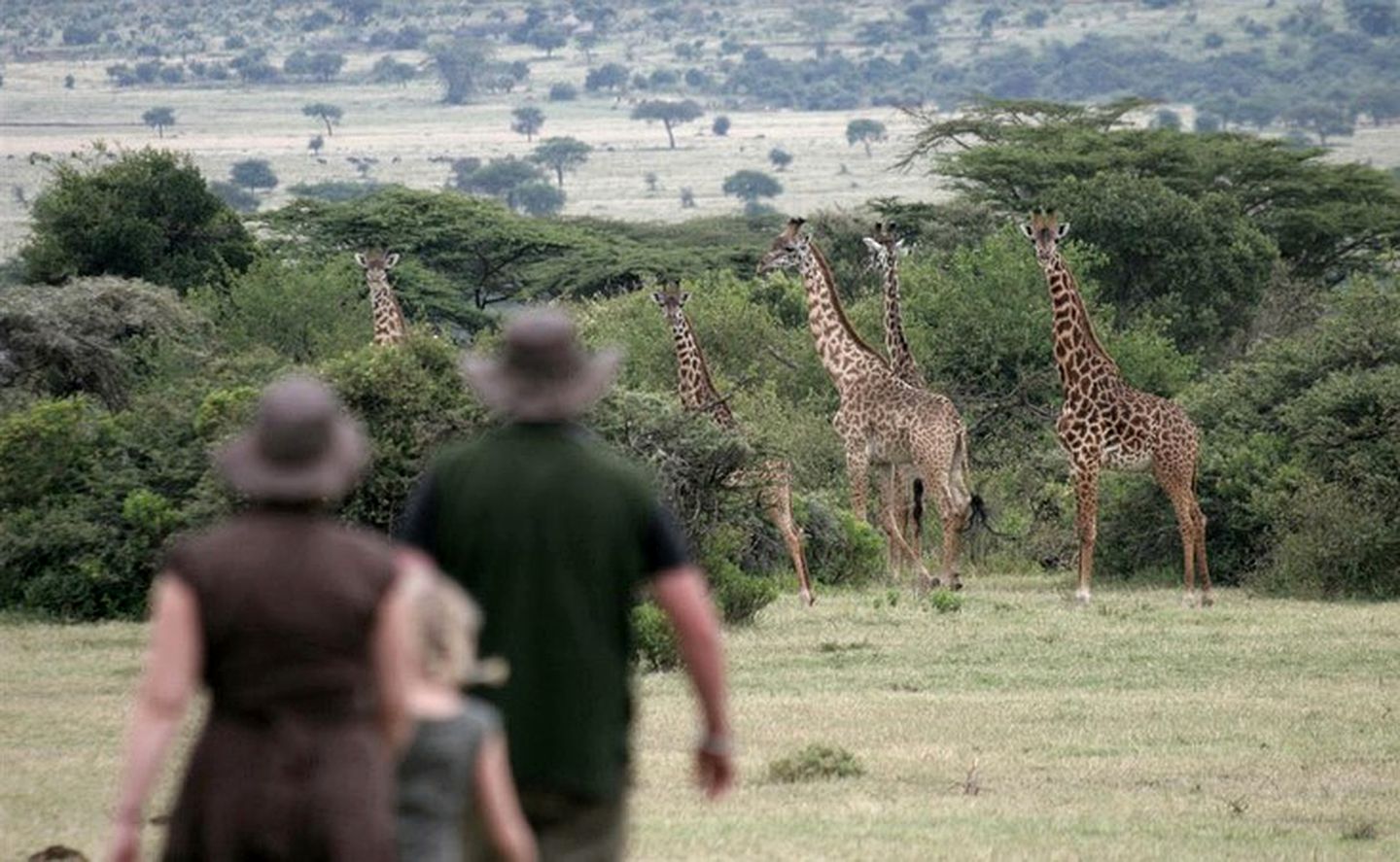 Upscale Safari Camp with Game Drives to View Native Wildlife in Masai Mara, Kenya