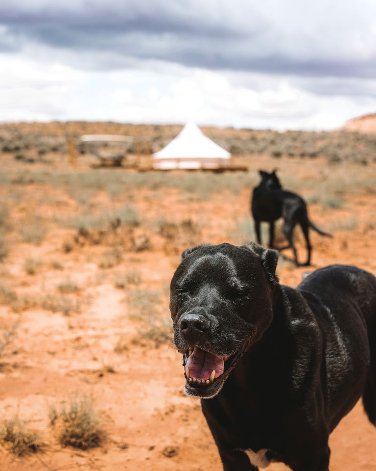 MOUNTAIN BELL TENT