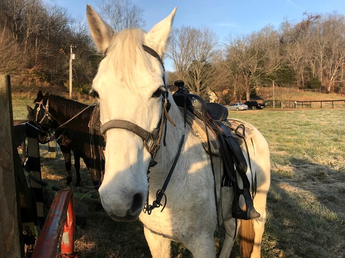 Cottages (United States of America, Franklin, Tennessee)