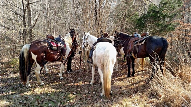 Vacation Rentals (United States of America, Franklin, Tennessee)