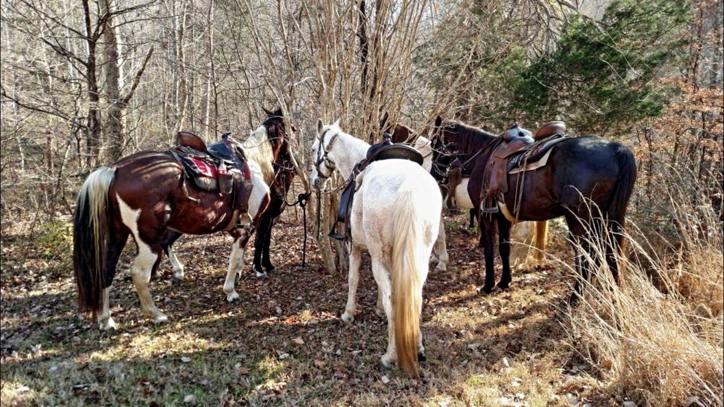 Enormous Vacation Rental with Forest Views near Nashville, Tennessee