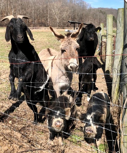 Vacation Rentals (United States of America, Franklin, Tennessee)