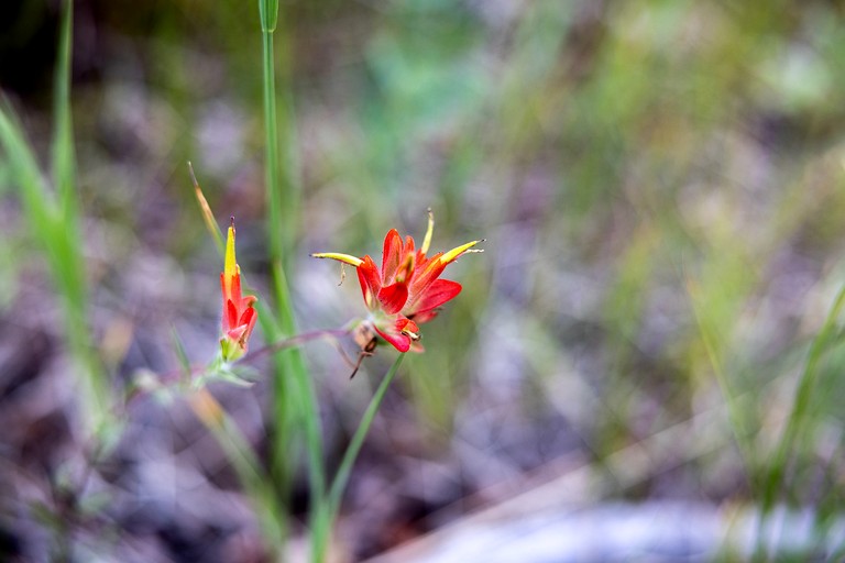 Cottages (United States of America, Jefferson, Colorado)