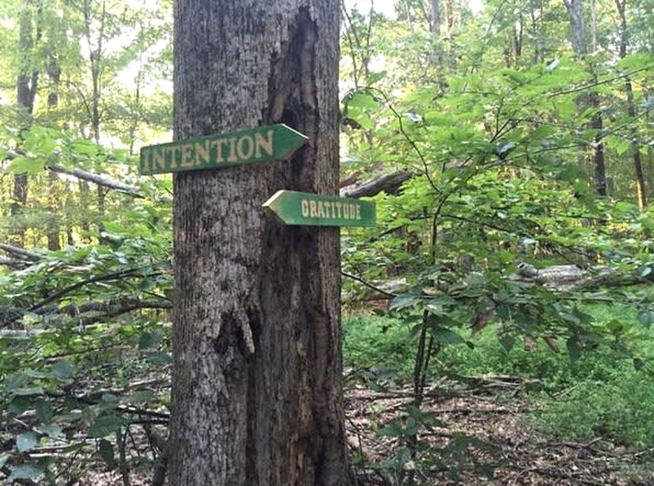 Charming Woodland Cottage near Franklin, Tennessee