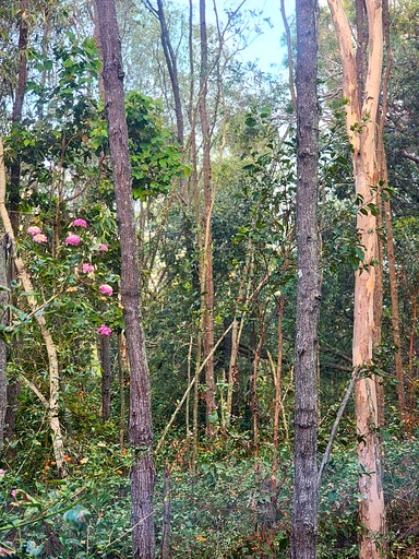 Tiny Houses (Australia, Tamborine Mountain, Queensland)