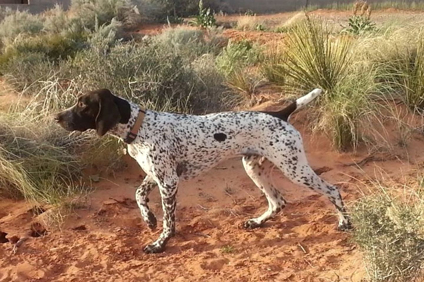 Pet-Friendly Modern Vacation Home with Vermilion Cliffs Views, Boat Parking & Fenced Yard near Horseshoe Bend & Lake Powell, Page Arizona
