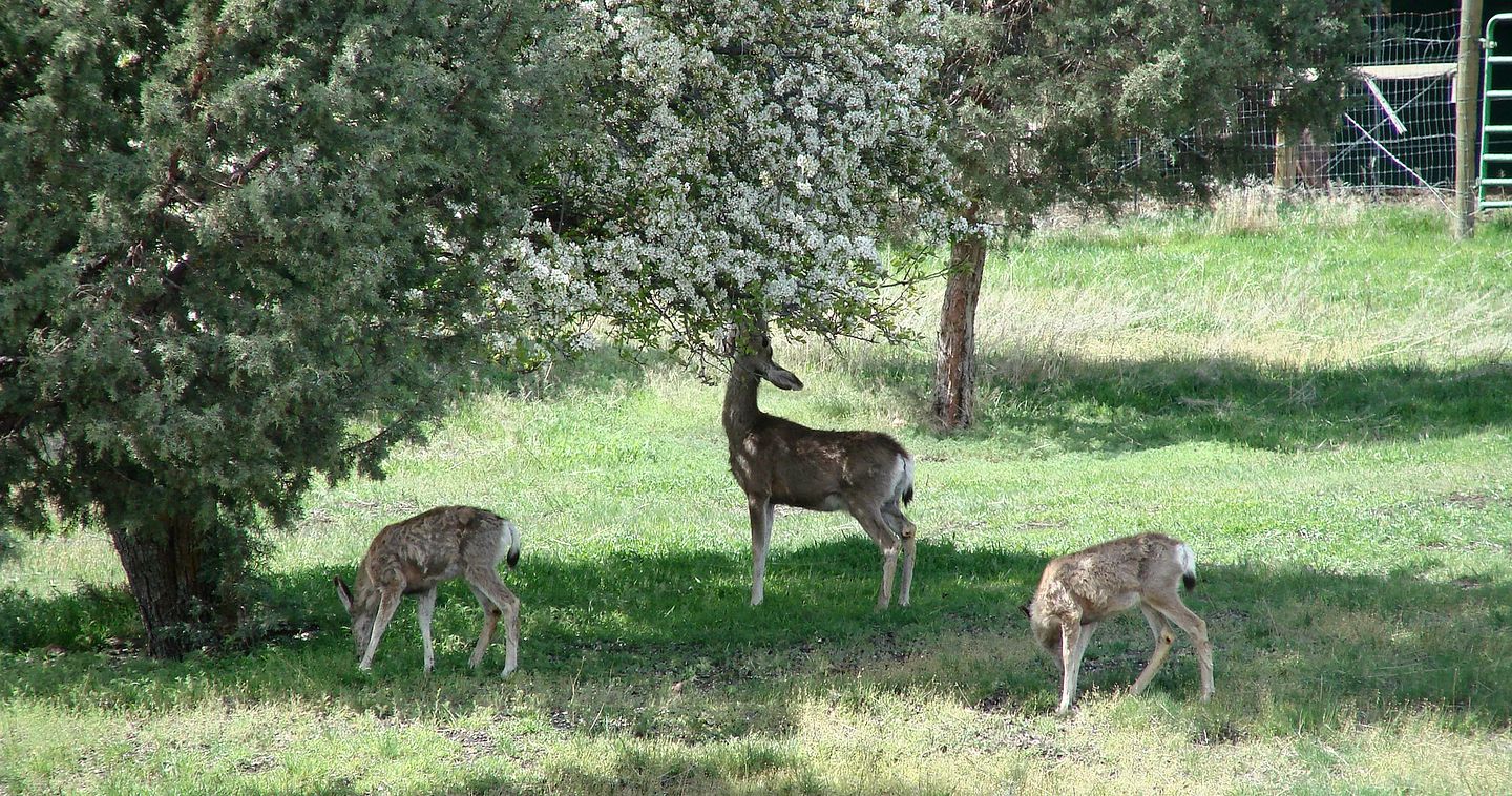 Secluded Getaway Rental for Families near Malheur National Forest, Oregon