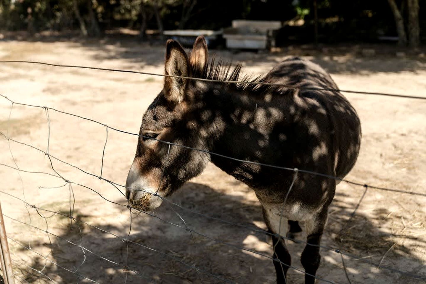 Victoria Tiny House for Couples Glamping on a Homestead