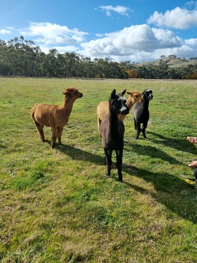 Vacation Rentals (Australia, Gobur, Victoria)