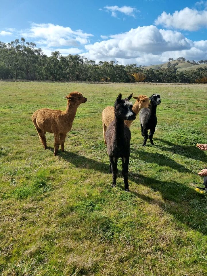 Victoria Tiny House for Couples Glamping on a Homestead