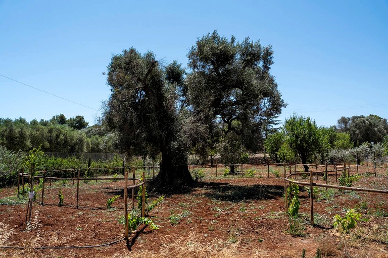 Vacation Rentals (Italy, --, --)